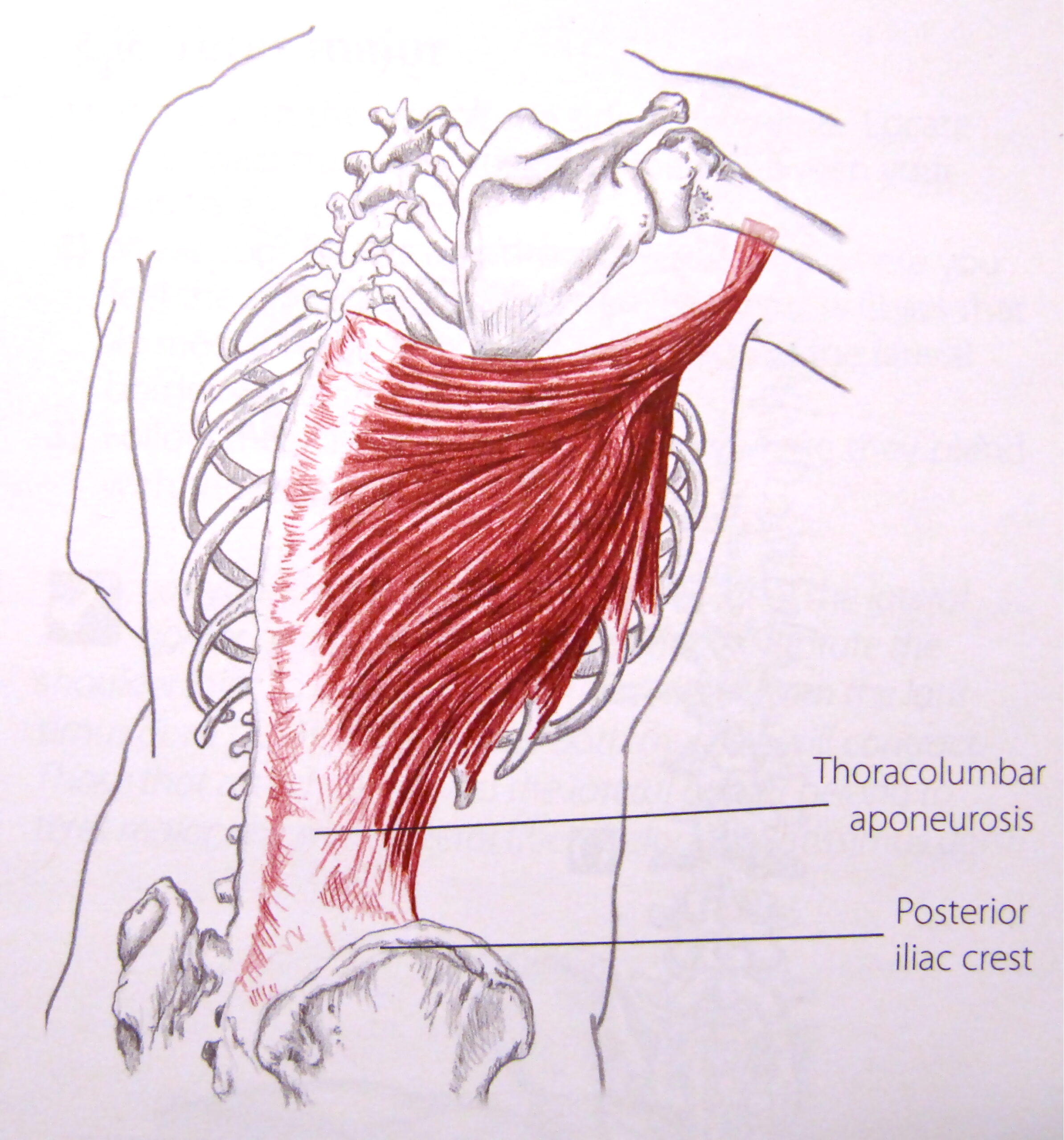 Anatomical drawing of the thoracolumbar aponeurosis and latissimus dorsi muscle.